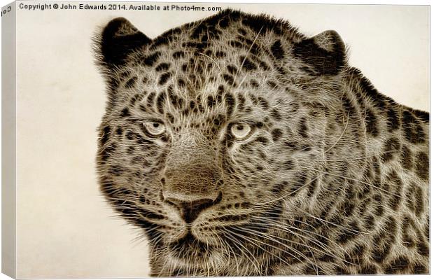 Amur Leopard Canvas Print by John Edwards