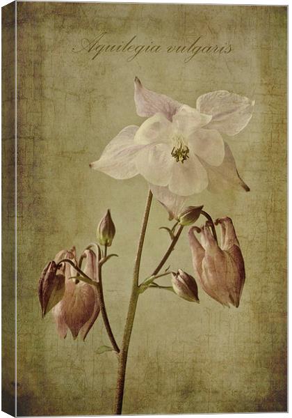 Aquilegia vulgaris with textures Canvas Print by John Edwards