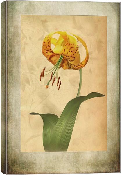 Lily painting with textures Canvas Print by John Edwards