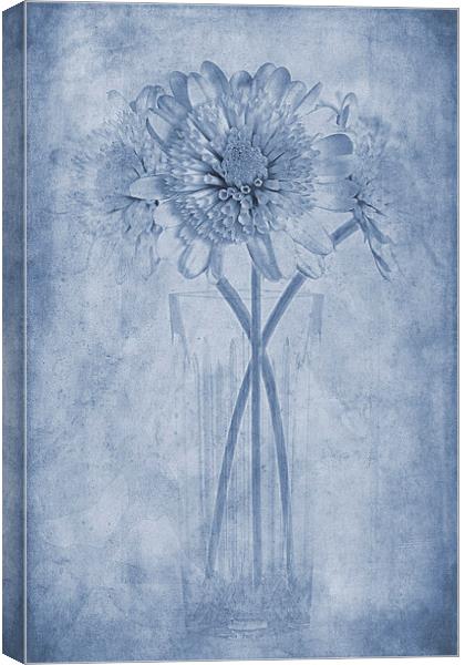 Chrysanthemum Cyanotype Canvas Print by John Edwards