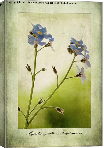 Myosotis sylvatica Canvas Print by John Edwards