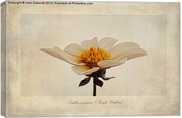 Dahlia coccinea (Single Dahlia) Canvas Print by John Edwards