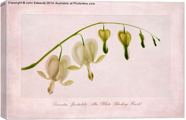 Dicentra Spectabilis Alba (White Bleeding Heart) Canvas Print by John Edwards