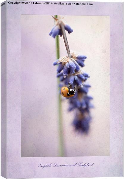 English Lavender and Ladybird Canvas Print by John Edwards