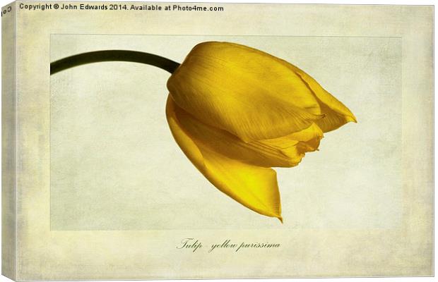 Tulip variety yellow purissima Canvas Print by John Edwards