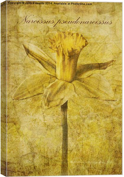 Narcissus pseudonarcissus Canvas Print by John Edwards