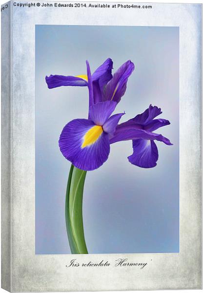 Iris reticulata Canvas Print by John Edwards