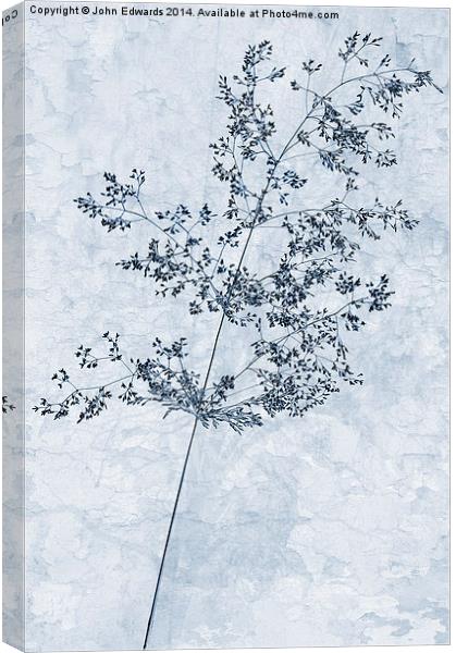 Pressed Grass Cyanotype Canvas Print by John Edwards