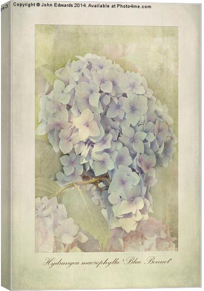 Hydrangea macrophylla Blue Bonnet Canvas Print by John Edwards