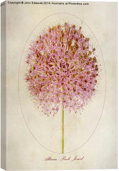 Allium Pink Jewel Canvas Print by John Edwards
