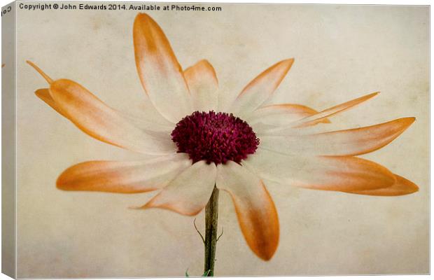 Senetti pericallis Orange Tip Canvas Print by John Edwards