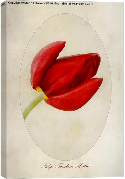 Tulip Tambour Maitre Canvas Print by John Edwards