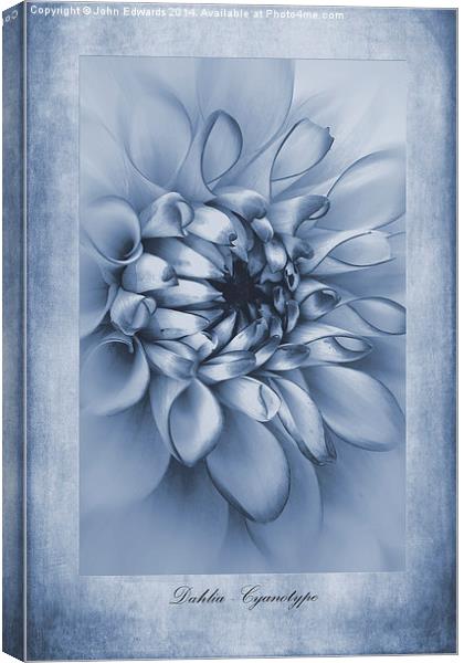 Cyanotype Dahlia Canvas Print by John Edwards
