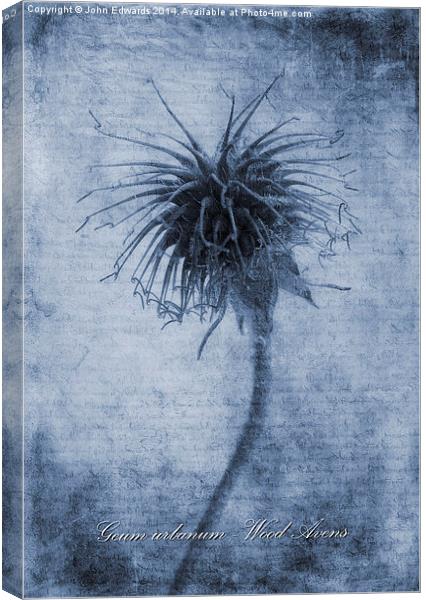 Geum urbanum Cyanotype Canvas Print by John Edwards