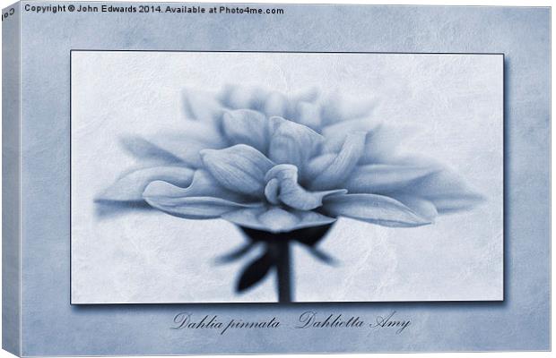 Dahlia pinnata Cyanotype Canvas Print by John Edwards