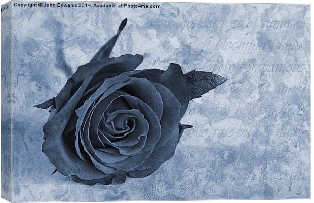The last rose of summer cyanotype Canvas Print by John Edwards