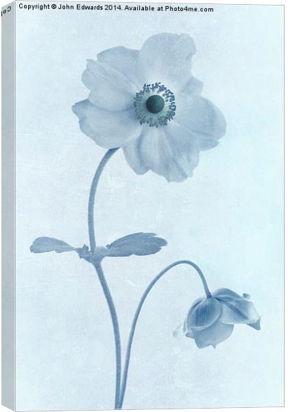Cyanotype Windflowers Canvas Print by John Edwards