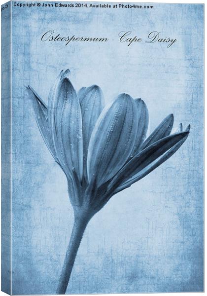 Osteospermum Cyanotype Canvas Print by John Edwards