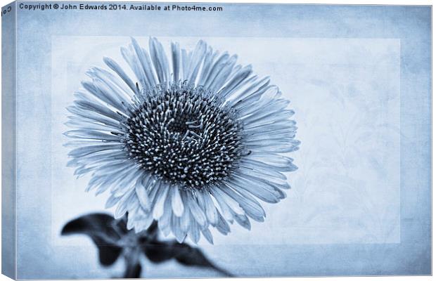 Cyanotype Aster with Textures Canvas Print by John Edwards