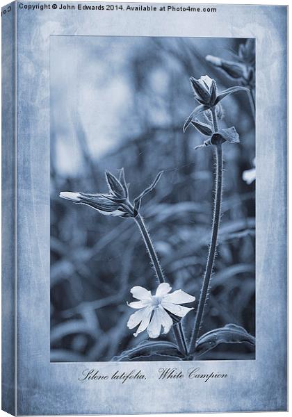 Silene latifolia Cyanotype Canvas Print by John Edwards