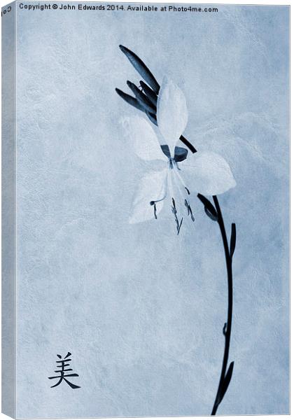 Oenothera lindheimeri Cyanotype Canvas Print by John Edwards