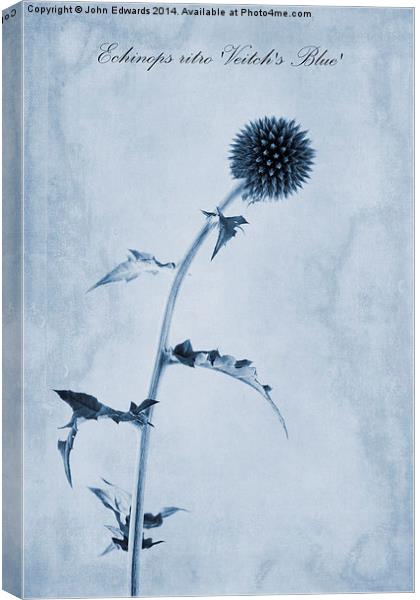 Echinops ritro Veitch's Blue Cyanotype Canvas Print by John Edwards
