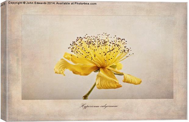 Hypericum calycinum Canvas Print by John Edwards