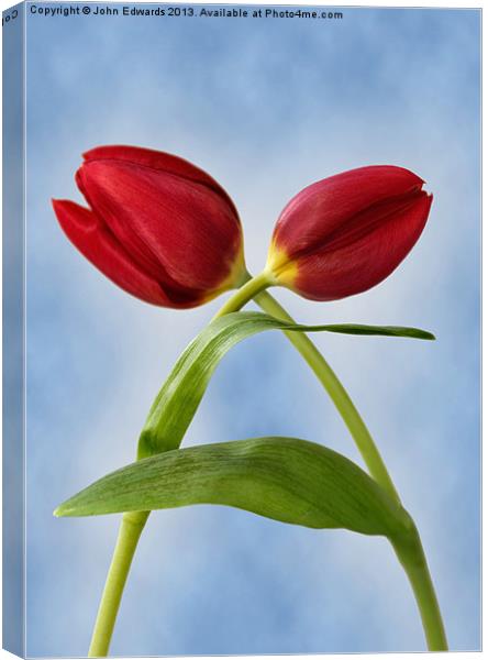 Red Tulips Canvas Print by John Edwards