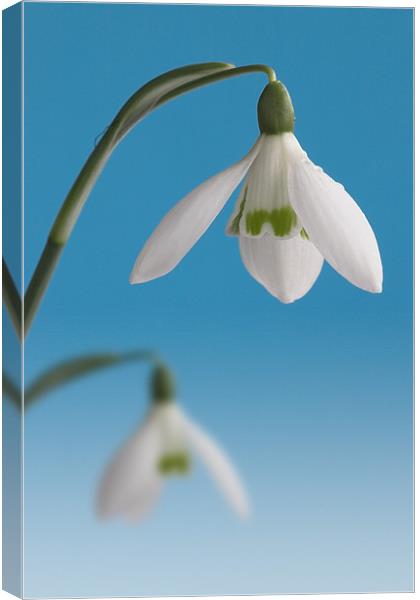 Duo of Snowdrops Canvas Print by John Edwards