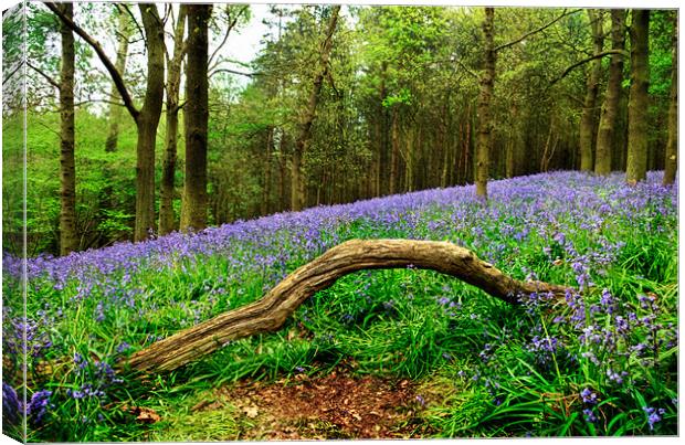 Natural Arch and Bluebells Canvas Print by John Edwards