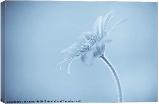 Anemone blanda Cyanotype Canvas Print by John Edwards