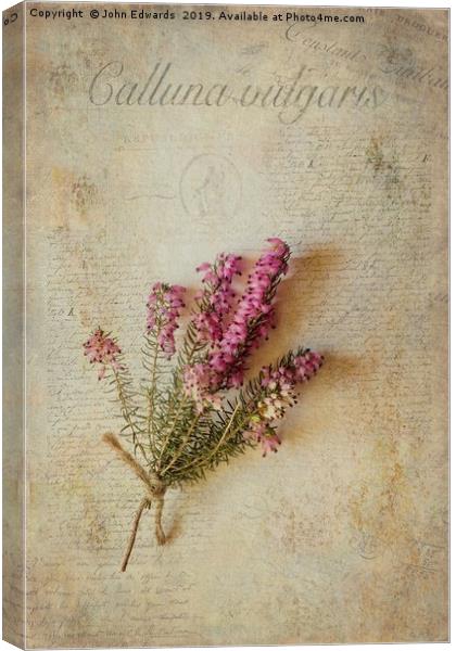 Calluna vulgaris Canvas Print by John Edwards