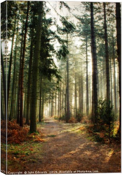 A walk through the pines Canvas Print by John Edwards