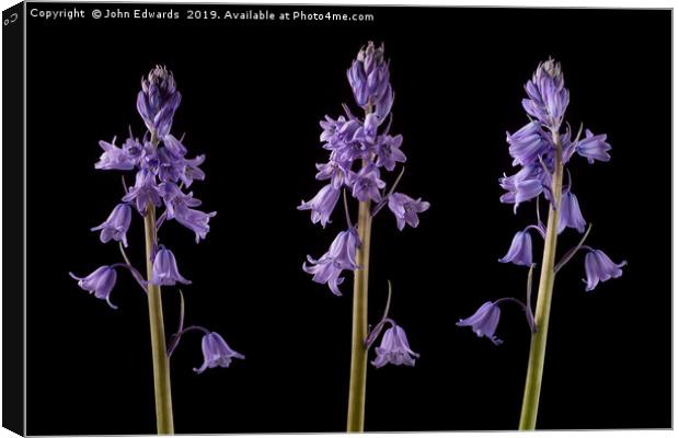 Bluebell Trio Canvas Print by John Edwards