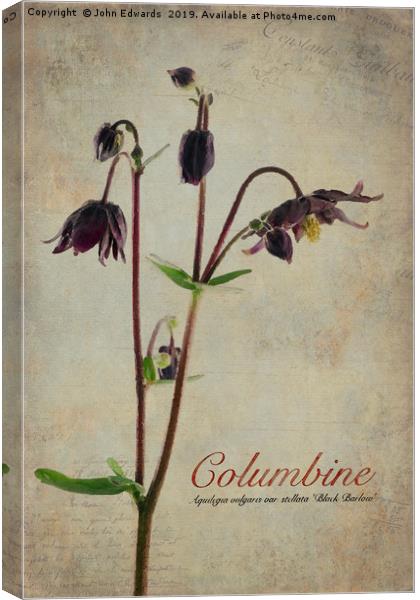 Columbine Canvas Print by John Edwards