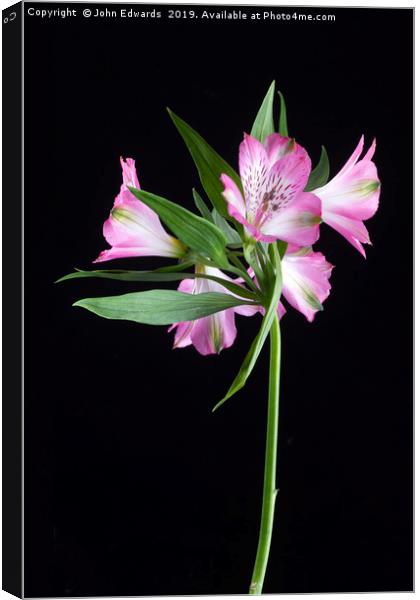 Alstroemeria ‘Light Pink’ Canvas Print by John Edwards