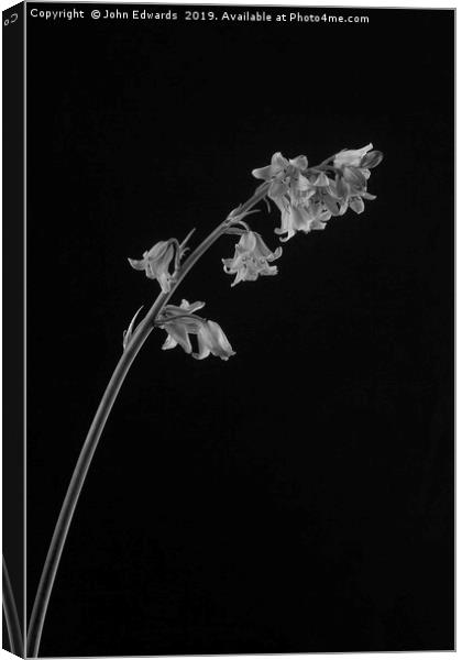 Hyacinthoides hispanica Canvas Print by John Edwards