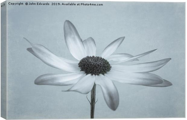 Elegant Senetti Pericallis Flower Canvas Print by John Edwards
