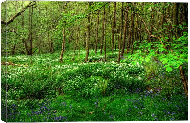 Ramsons and Bluebells Canvas Print by John Edwards