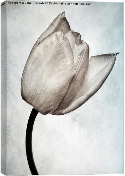 Toned Tulip Canvas Print by John Edwards