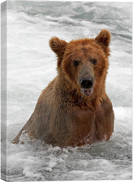 Cant a bear take a cold bath in private ? Canvas Print by Sharpimage NET