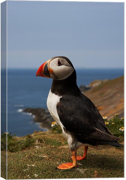 Puffin Canvas Print by Sharpimage NET