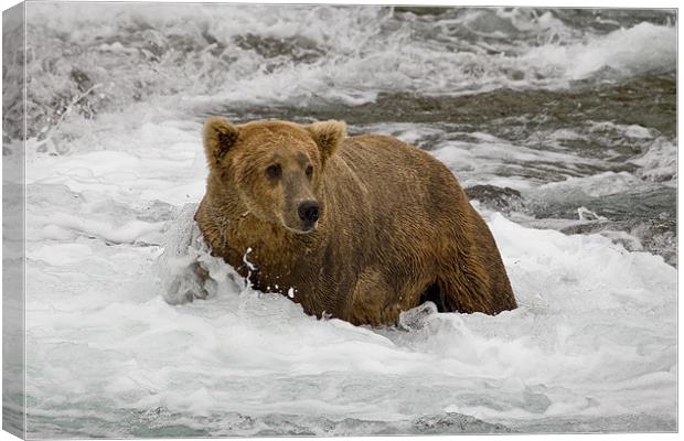 Grizzly Canvas Print by Sharpimage NET