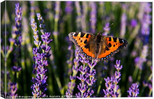 Butterfly on Lavender Canvas Print by Sharpimage NET