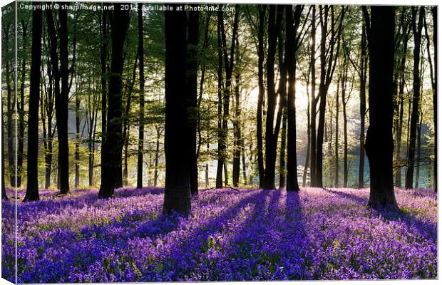 Bluebell Dawn - 3 Canvas Print by Sharpimage NET