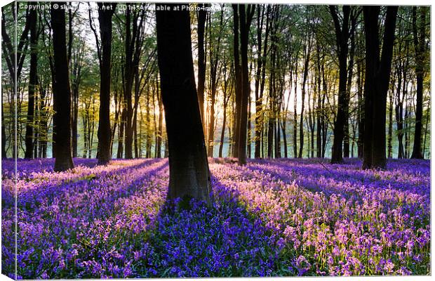 Bluebell Dawn - 4 Canvas Print by Sharpimage NET