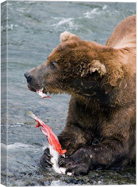 Large Bear eating Salmon on Brooks Falls Canvas Print by Sharpimage NET