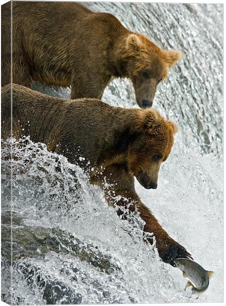 Bears fishing on Brooks Falls Canvas Print by Sharpimage NET