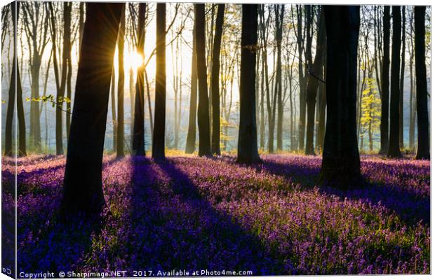 Bluebell Dawn - 7 Canvas Print by Sharpimage NET