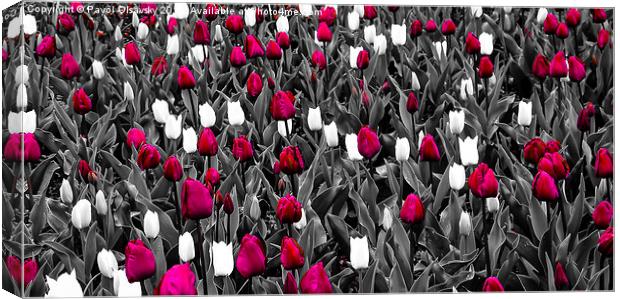 chosen tulips Canvas Print by Pavol Olsavsky